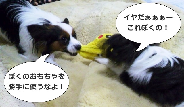 犬の喧嘩