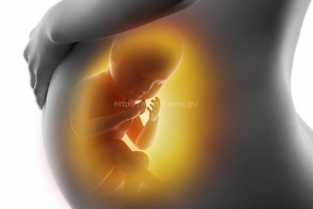 妊婦さんと胎児