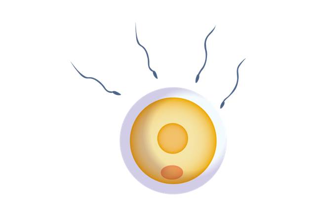 精子と卵子
