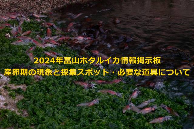 2024年富山ホタルイカ情報掲示板：産卵期の現象と採集スポット・必要な道具について