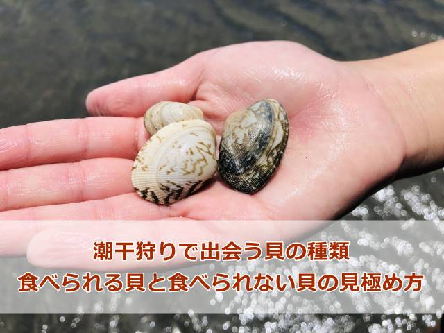 潮干狩りで出会う貝の種類｜食べられる貝と食べられない貝の見極め方