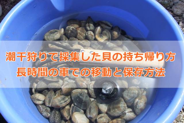 潮干狩りで採集した貝の持ち帰り方｜長時間の車での移動と保存方法