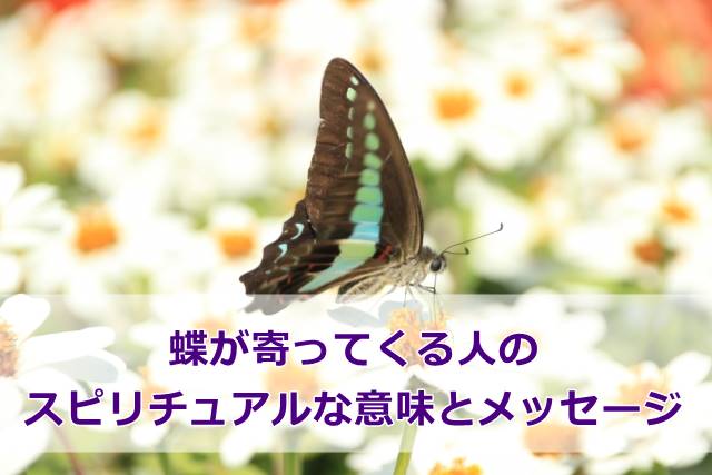 蝶が寄ってくる人のスピリチュアルな意味とメッセージ