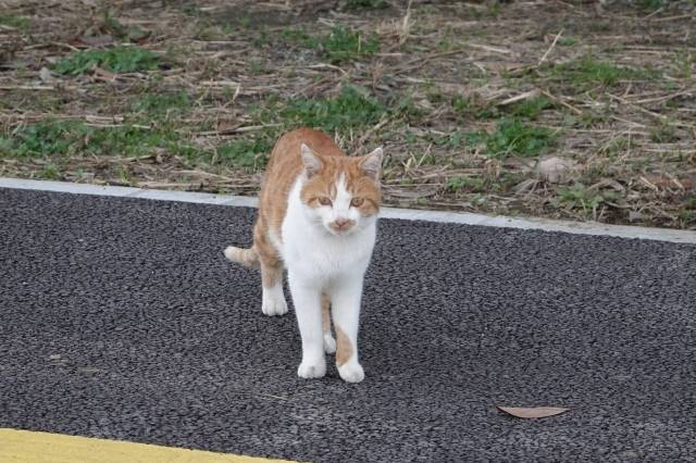 猫が道路を横切っている様子